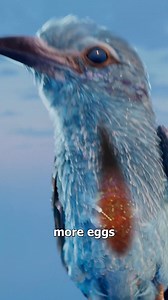 How Parasites Control Snails 😮 | Zack D. Films