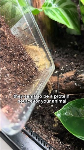 Adding microfauna to my new bioactive exoterra terrarium