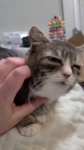 Tomorrow is Winky’s consultation with the dental specialist. We will be getting up to leave around 8 am to drive a half hour away. Not bad. I'll post more details when i know them. Thanks for the good thoughts sent her way! | Winkythedwarfcat