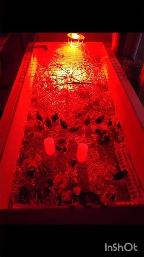 Homemade Brooder Box #brooder #box #brooderbox #homemade #diy #building #selfsufficiency #shorts