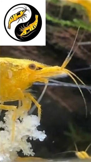 Golden Back Yellow Neocaridina #shrimptank Swarm Feeding