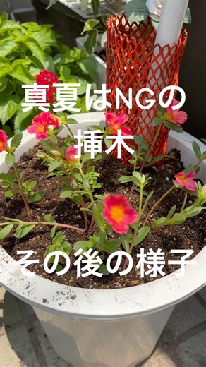 【その後の様子】真夏のポーチュラカ挿木 #挿木 #ポーチュラカ #花壇 #庭 #ガーデニング #japan #hiroshima #gardener #実験