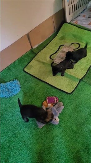 learning supervised by dad