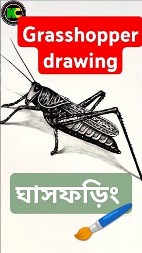 Draw a GRASSHOPPER in 1 Minute or Less! 🦗✨ | Easy Drawing Tutorial #Shorts