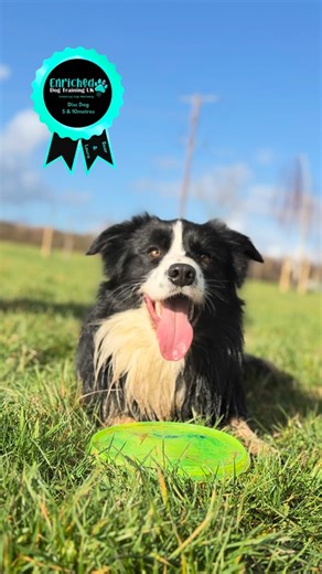 Disc Dog 🥏 Massive congratulations to this team on smashing both the 5m and 10m Disc Dog levels 🎉 Such a brilliant achievement and a real testament to their teamwork & commitment. So incredibly proud of this partnership shining through every throw 💙🐾 #discdog #enhancingdogswellbeing #bordercollie #proud #congratulations | Enriched Dog Training UK