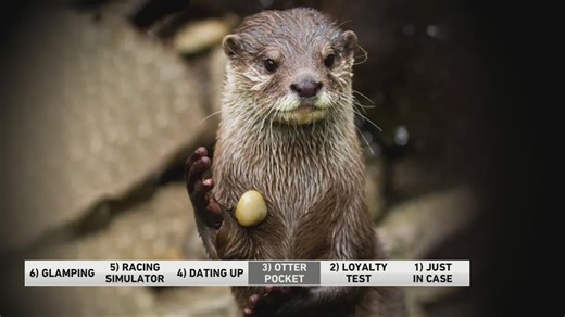 6@6: A fun fact about otters