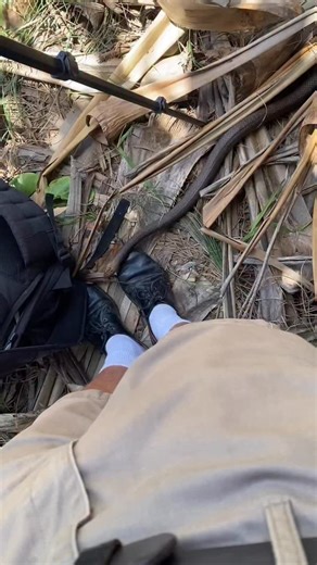 We stumbled upon this video online recently where a young man, Corey, came across an Eastern Brown Snake and showcased what he did to ensure his own safety, and the snakes safety. Firstly, we would like to make it clear that we do not recommend or condone purposely finding snakes in order to do something like this. We are simply posting this to reiterate our message of the importance of respecting snakes, and being knowledgeable on what to do in a situation where you are too close to a snake to