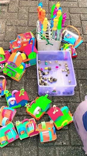 One plus one colorful hermit crab