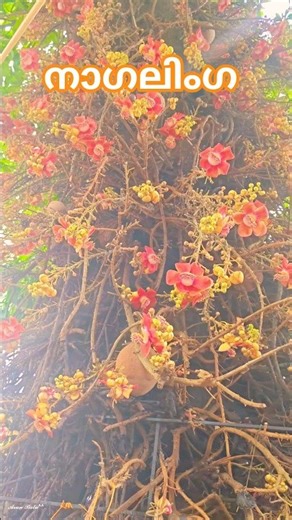 നാഗലിംഗ മരം/Cannon ball tree ഇതിന്റെ പൂവ് അതിമനോഹരവും സുഗന്ധമുള്ളതുമാണ്🙏