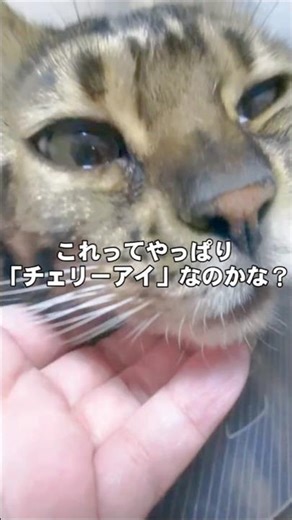 これってチェリーアイ？分かる人教えてください！ #猫 瞬膜 #チェリーアイ 動物病院