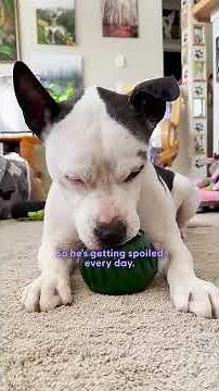 Pittie Who Was In The Shelter For Over 600 Days Is So Spoiled Now | The Dodo