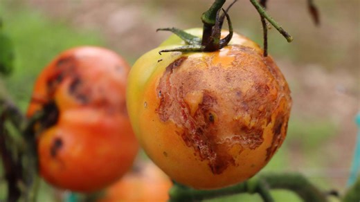 Look Out For These Common Tomato Diseases + How To Save Your Vegetables If They Have Them