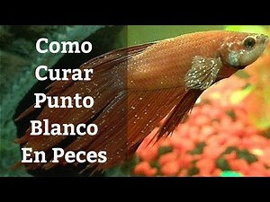 🔵 Como Curar Punto Blanco En Peces,Ichthyophthirius Multifilis (Acuarios MB)