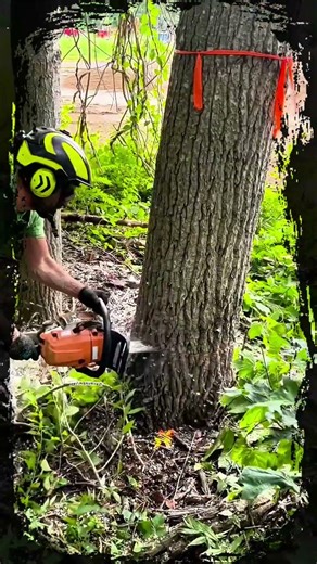 😱Tree felling techniques #usa