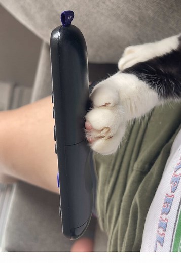 Thank you for all the love. Here is one of my many talents. #cat #catsoftiktok #funnycat #cats