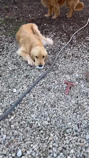 Daily snaps 11/29/25 | The Golden Ratio