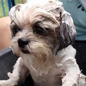 When it comes to doggos, a variety of grooming products are available in the market. Of these products, the most essential is undoubtedly the Dog shampoo as it comes in contact with the dog's fur coat and skin extensively. Every pet parent should realize that a good shampoo can work wonders for your pooches but a wrong one can really mess up and cause problems for the dog. This is why we sat down to research and found a suitable shampoo from Pawsh. Total Cleanse Shampoo and Conditioner from Paws