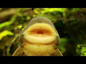 Rubber Lip Pleco Scraping The Glass