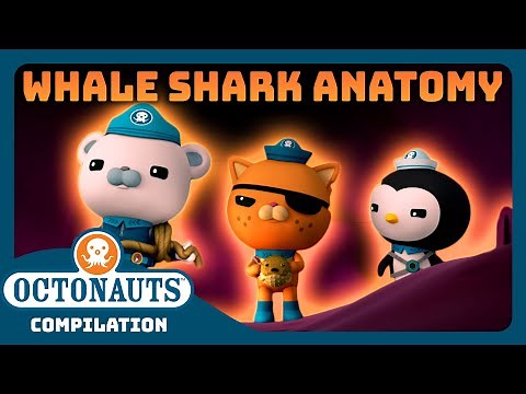 ‪@Octonauts‬ - 🔍 Exploring The Anatomy of a Whale Shark? 🐋 | Bumper Pack Special! | Full Episodes