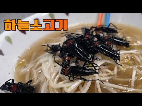 바퀴벌레를 닮은 냄새나는 벌레는 무슨맛일까?
