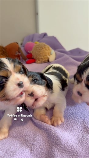 36K views · 1.7K reactions | ‍♀️Land shark 麗 or mini T rex 練 . . ....