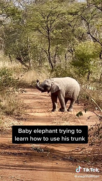 Baby Elephant Learning to Use Trunk in South Africa