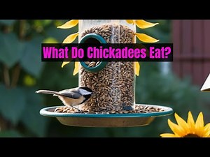 What Do Chickadees Eat