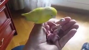 2.4K views · 140 reactions | Lovely love bird feeding his chicks on owners hand. Like ⬇comment ⬇share ↩ Like my page for more. | Lahore birds | Facebook