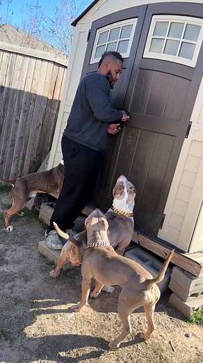 Aggressive Dogs Showing Teamwork - Funny Dog Compilation