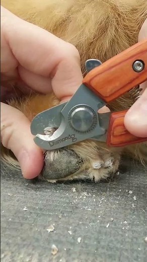 Cutting Dog Nails is So Satisfying NGL
