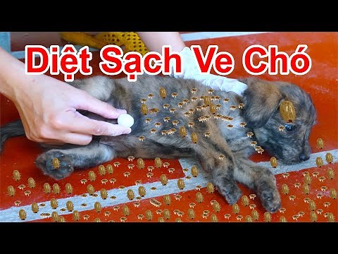 Cách Diệt Sạch Ve Chó , Bọ Chét Trên Người Chó / Chó Nhà Rất Nhiều Bọ Chét Ve Chó Phải Làm Sao