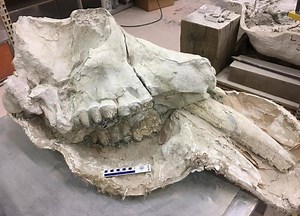 22 reactions | Fossils are the focus this Fall when we display rarely...