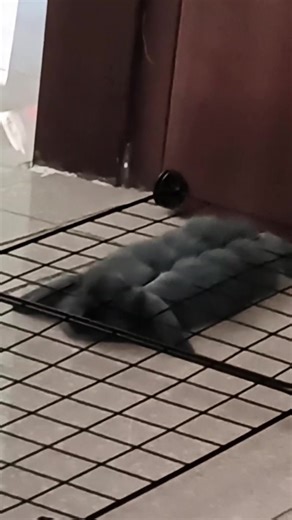 Rabbit !!!🐇 #rabbit #funny