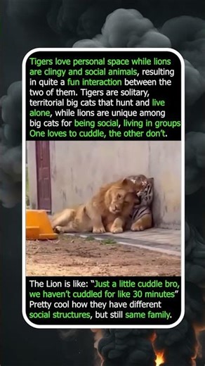 Clingy Lions vs Introverted Tigers
