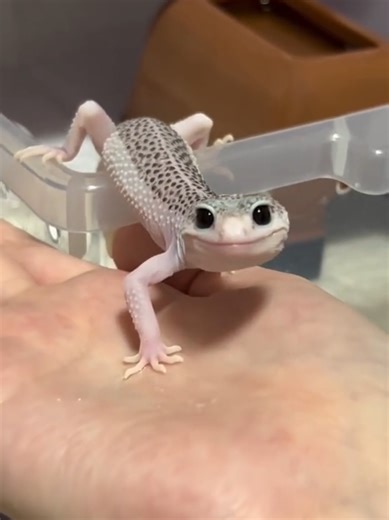 Anyone got food? 🥺 #cutereptile #adorablereptile #gecko #leopardgecko #lizard