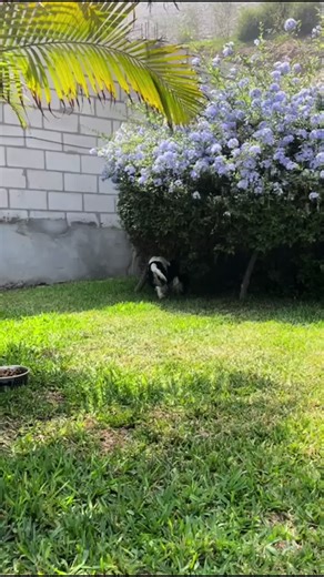 La familia cocker spaniels 💖🏠🐾 #puppy 🐶#cockerspanielsoftiktok #parati #chaclacayo #fyp
