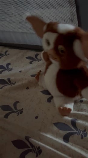 Funny Chihuahua Howls and Sings Along With His Toy