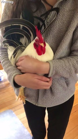 Rooster Koji runs straight to his favorite human