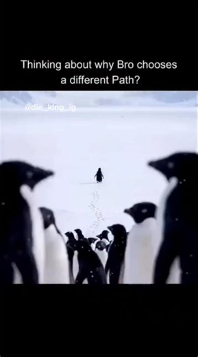 prime video on Instagram: "#edit 荷兰正在测试一种会发电的道路。这些道路表面铺设了特殊的太阳能板，并覆盖着一层透明且非常坚固的保护层。当阳光照射到路面时，太阳能电池会吸收光能并将其转化为电能。这些电力可以用于街道照明、交通信号灯，甚至为电动车充电。 虽然每一小段道路产生的电量有限，但在长距离和高曝光的路段，累计起来的电力相当可观。这项技术不仅减少了对化石燃料的依赖，还为建设可持续和智能城市提供了新的可能性，让日常基础设施也能成为清洁能源的来源。 #荷兰 #你知道吗#知识#科技创新事实可再生能源 智能城市技术实验热门"