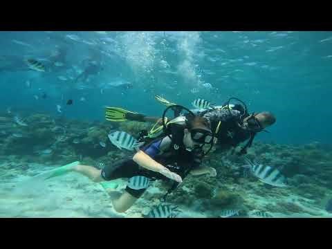 Delfinek között – Búvárkodás a Vörös-tenger mélyén 🤿🐬