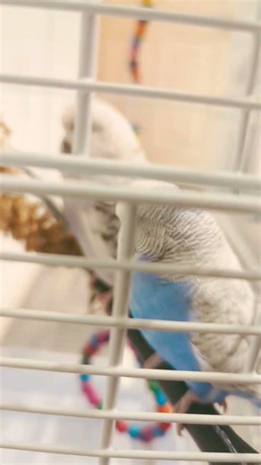 parakeet is literally dancing better than humans #shorts #animal #viral