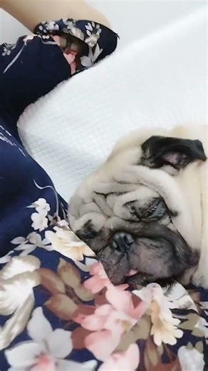 He's asleep, Dad. ##Pug #Pet #Dog #pug #DogLover
