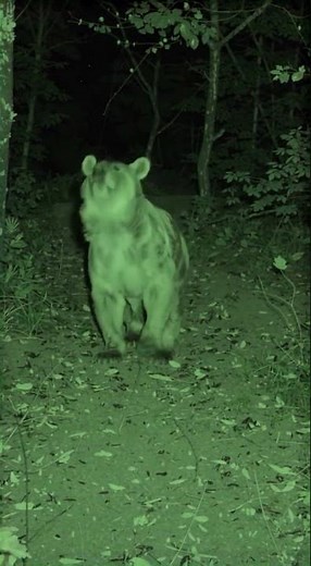 The Grizzly Stood Up Right