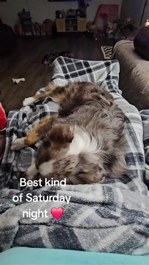 We love cuddly nights ❤️#dogsoftiktok #dogtok #dogcommunity #dallymaeemberrae