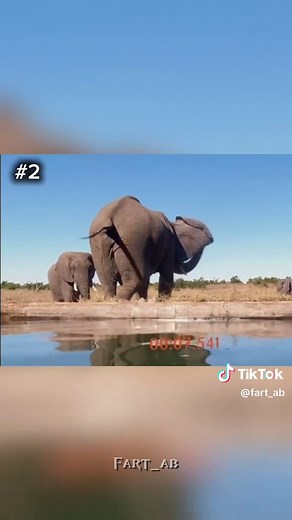 Top 5 Crazy Animal Farts You Won't Believe