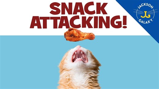 Snack Attacking - Cat Gets Aggressive For Human Food