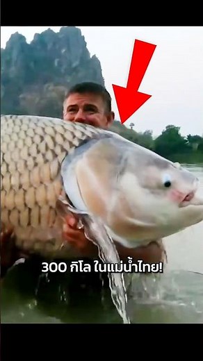 A 300-kilogram Siamese Giant Carp in a Thai river?! A giant freshwater fish that most Thais have ...
