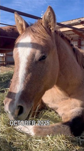 Saige’s Journey ♥️