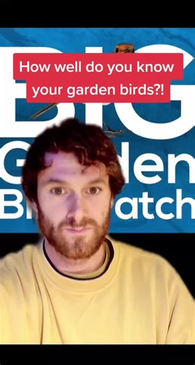 Garden Bird Quiz: Test Your Birdwatching Knowledge