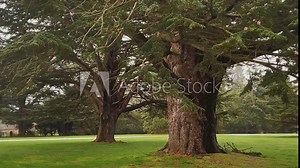 Beautiful nature of the English countryside landscape, green lawn and trees in England, United Kingdom. Stock Video